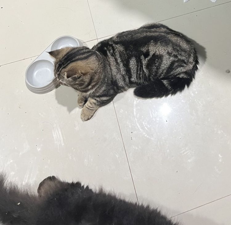 แมวสก็อตติช ขาสั้น  รูปที่ 2