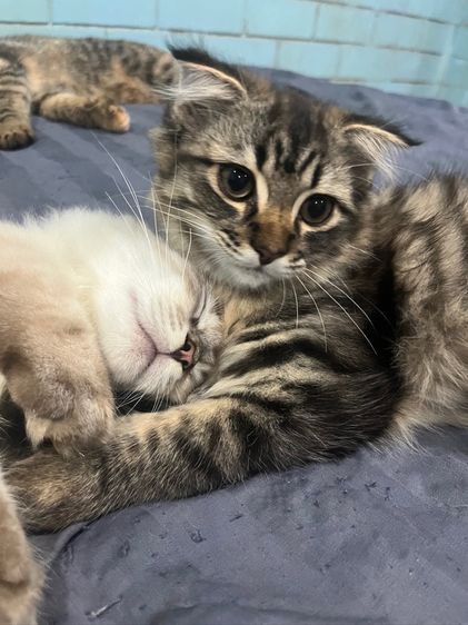 แมวสก็อตติช ขาสั้น  รูปที่ 5