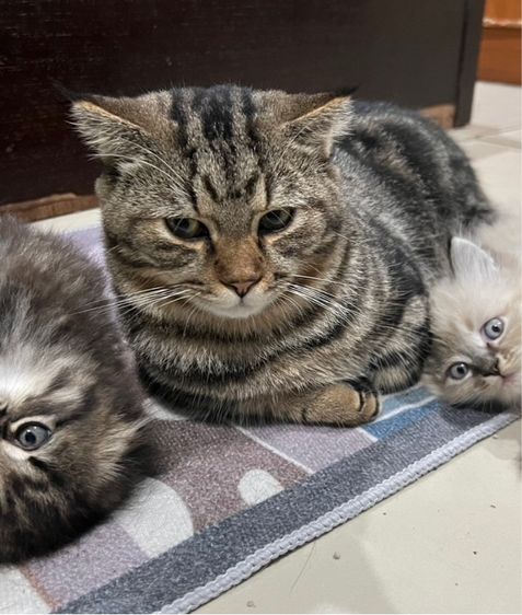 แมวสก็อตติช ขาสั้น  รูปที่ 3