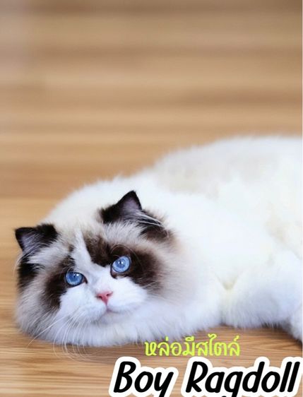 แร็กดอลล์ (Ragdoll) แมวแร็กดอล เพศชาย 7เดือน