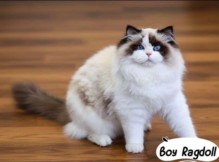 แมวแร็กดอล เพศชาย 7เดือน รูปที่ 2