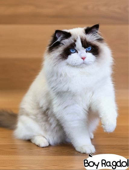 แมวแร็กดอล เพศชาย 7เดือน รูปที่ 3