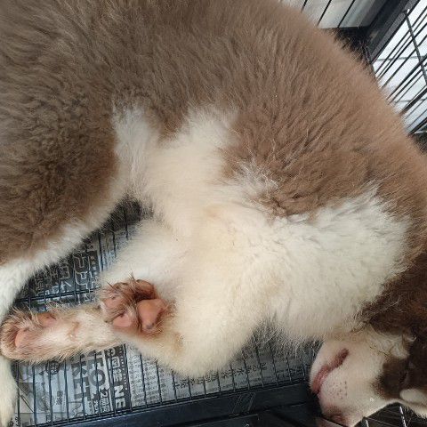 สุนัขไซบีเรียน รูปที่ 2