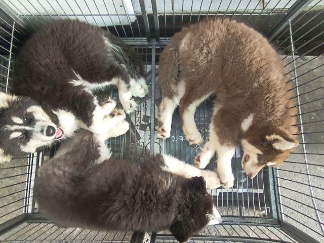 สุนัขไซบีเรียน รูปที่ 6