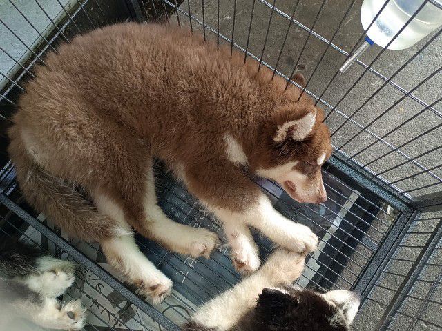 สุนัขไซบีเรียน รูปที่ 4