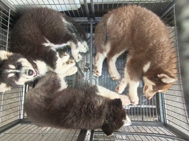 สุนัขไซบีเรียน รูปที่ 7