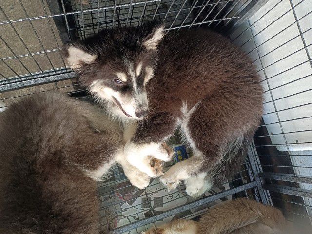 สุนัขไซบีเรียน