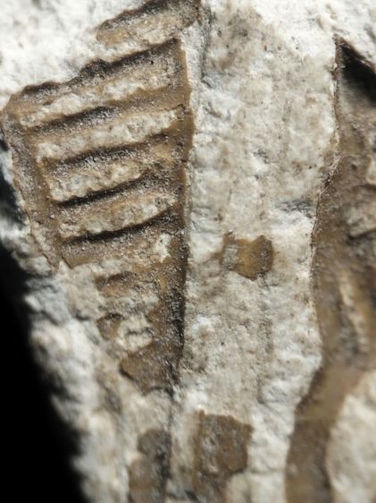 พระผงวัดปากน้ำภาษีเจริญครับ รูปที่ 16