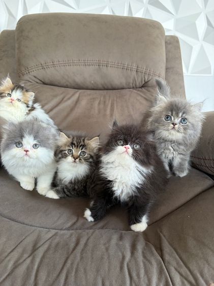 เปอร์เซียแท้ รูปที่ 3