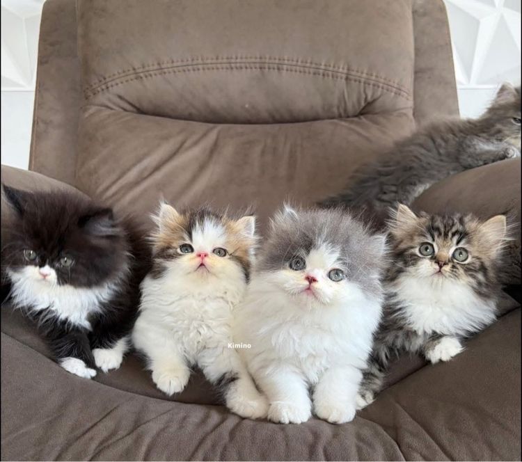 เปอร์เซียแท้