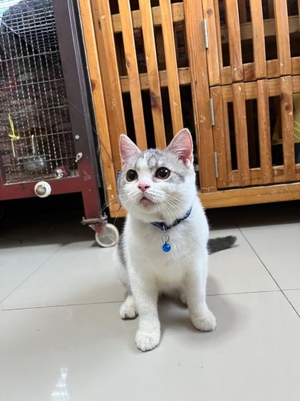 ดช สก็อตติช6เดือนลดประชากร รูปที่ 4