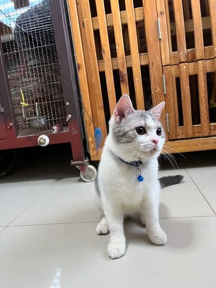 ดช สก็อตติช6เดือนลดประชากร รูปที่ 3