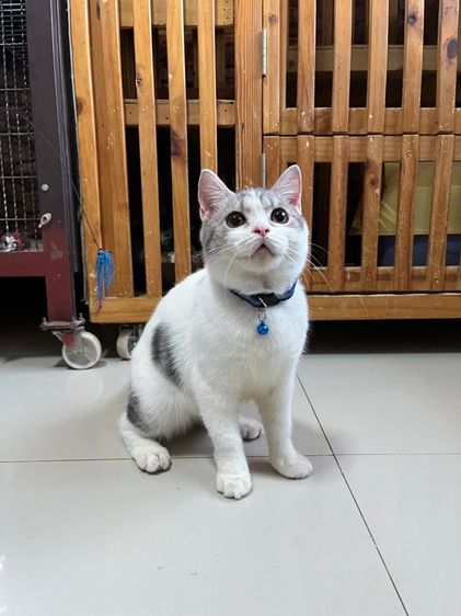 สก็อตติช โฟลด์ (Scottish Fold) ดช สก็อตติช6เดือนลดประชากร