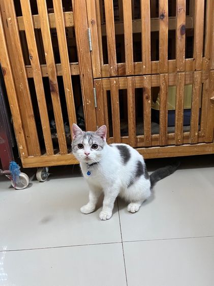 ดช สก็อตติช6เดือนลดประชากร รูปที่ 8