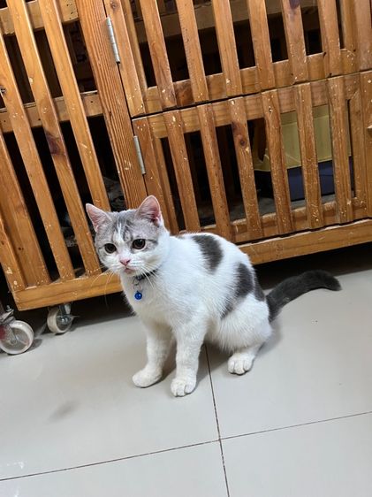 ดช สก็อตติช6เดือนลดประชากร รูปที่ 7