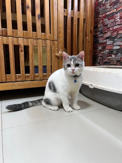 ดช สก็อตติช6เดือนลดประชากร รูปที่ 5