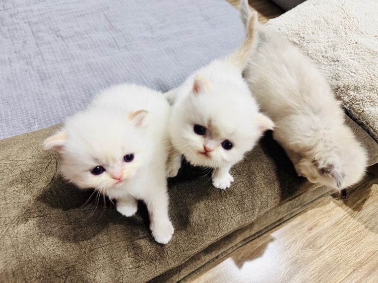 แมวเปอร์เซีย รูปที่ 2