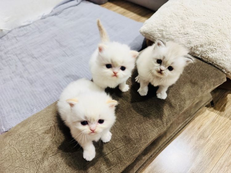 แมวเปอร์เซีย