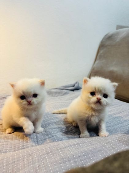 แมวเปอร์เซีย รูปที่ 7