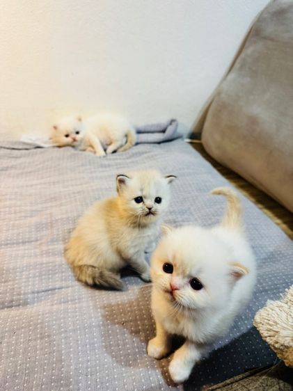 แมวเปอร์เซีย รูปที่ 5