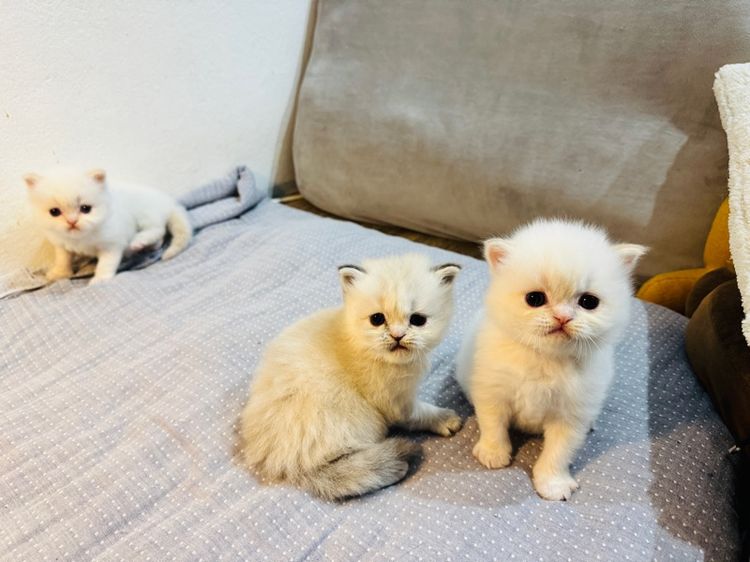 แมวเปอร์เซีย รูปที่ 4