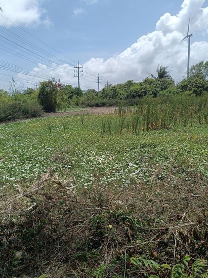 ที่ดินเปล่า รูปที่ 3