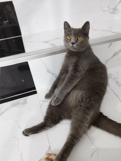 สก๊อตติชแท้  ถูกๆ สนเข้ามารับเองได้ที่บ้าน รูปที่ 2