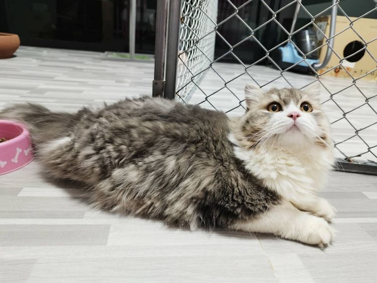 สก๊อตติชแท้  ถูกๆ สนเข้ามารับเองได้ที่บ้าน