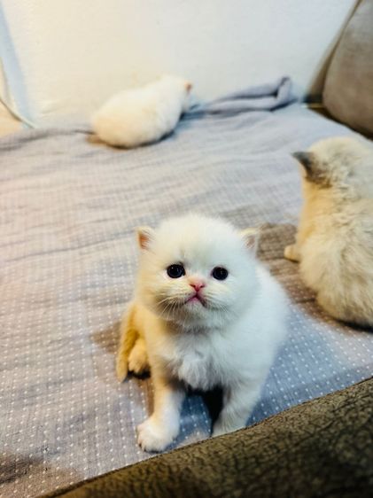 เปอร์เซีย รูปที่ 6