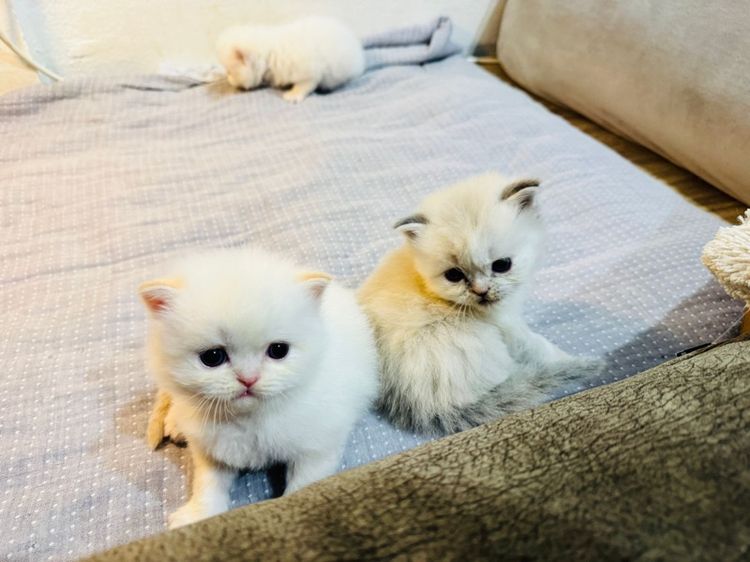 เปอร์เซีย รูปที่ 5