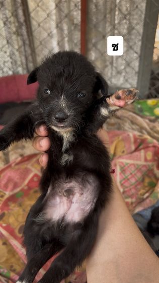 ชิสุ ชิสุ รูปที่ 4