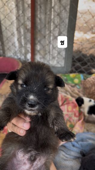 ชิสุ ชิสุ รูปที่ 5