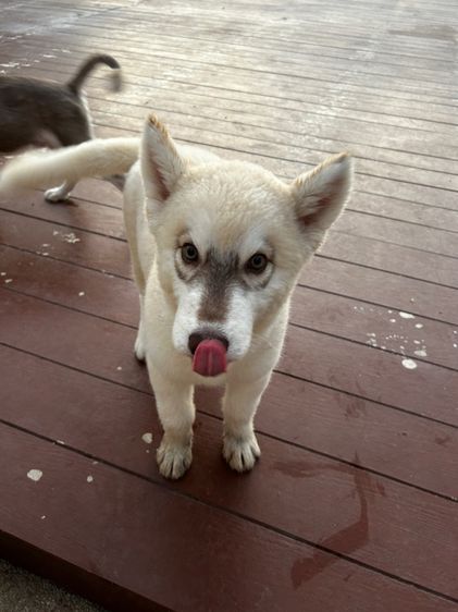 น้องหมาไซร้ พูดเก่งมาก  รูปที่ 3