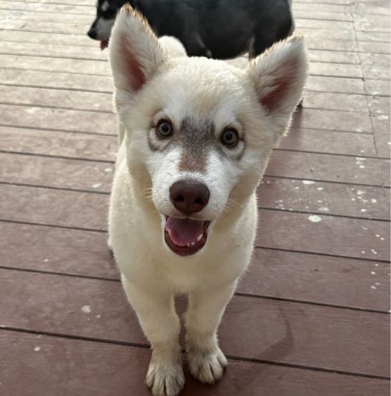 น้องหมาไซร้ พูดเก่งมาก 