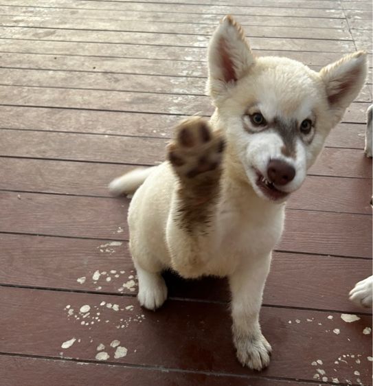 น้องหมาไซร้ พูดเก่งมาก  รูปที่ 4