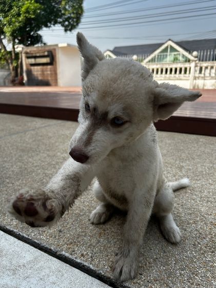 น้องหมาไซร้ พูดเก่งมาก  รูปที่ 5