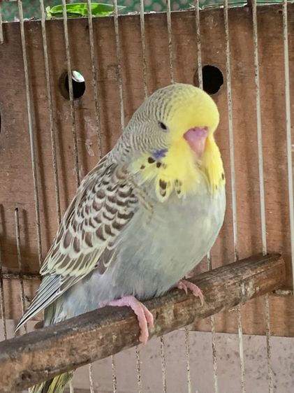 หงส์หยก ลูกนกหงษ์หยกอังกฤษ