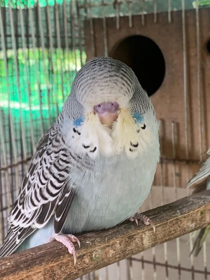 ลูกนกหงษ์หยกอังกฤษ รูปที่ 2