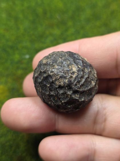 หมากทุยหลวงปู่เอี่ยมวัดหนังเก่าๆ รูปที่ 3