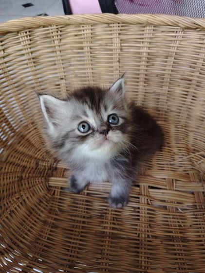 แมวเปอร์เซีย รูปที่ 2