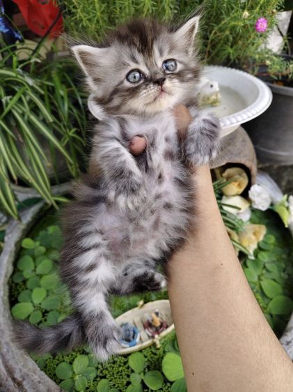 แมวเปอร์เซีย รูปที่ 4