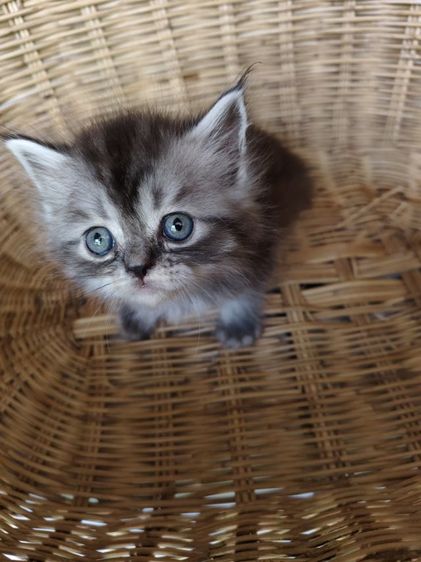 แมวเปอร์เซีย