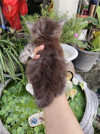 แมวเปอร์เซีย รูปที่ 5