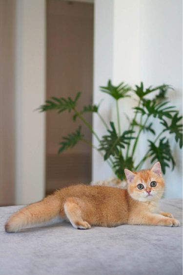 เด็กหญิง บริติช ขี้อ้อน รูปที่ 3