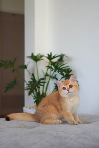 เด็กหญิง บริติช ขี้อ้อน