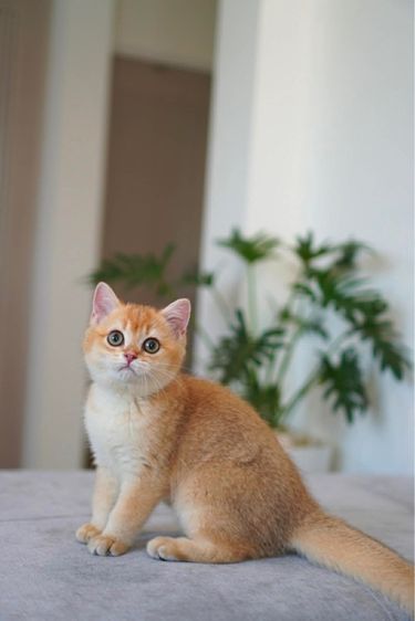 เด็กหญิง บริติช ขี้อ้อน รูปที่ 6