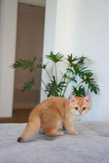 เด็กหญิง บริติช ขี้อ้อน รูปที่ 4