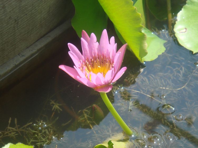 กล้องSony cyber shot DSC T 50 (มือสอง ) รูปที่ 17