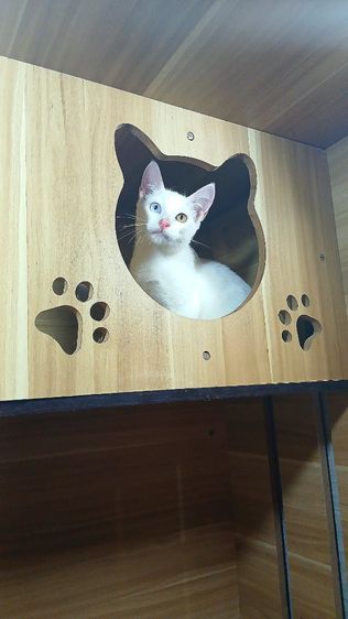 แมวขาวมณีตาสองสี เพศผู้ วัคซีนแล้ว1เข็มก่อนย้ายตรวจหัดแมวฟรีรับประกันเอดส์แมวกับรูคีเมียคะ รูปที่ 4