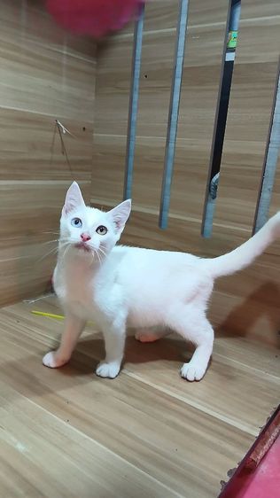 แมวขาวมณีตาสองสี เพศผู้ วัคซีนแล้ว1เข็มก่อนย้ายตรวจหัดแมวฟรีรับประกันเอดส์แมวกับรูคีเมียคะ รูปที่ 7
